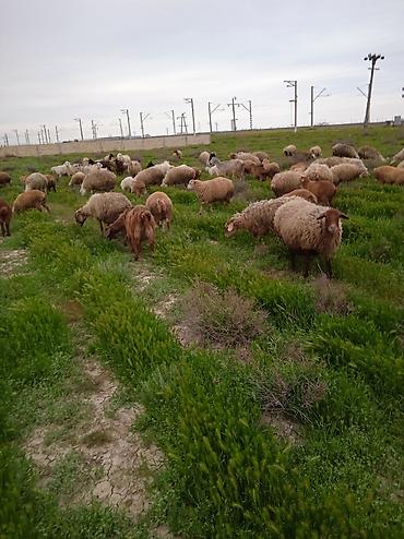 Qoyunlar, qoçlar: Dişi, il: 1, Damazlıq, Ünvandan götürmə — 1