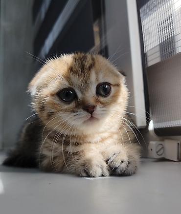 Продажа кошек: Скотиш Фолд (Шотландская вислоухая), 2 месяца, Девочка — 6