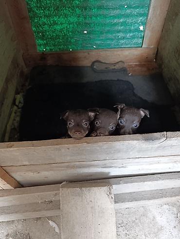 Çexiski Pincer Erkekdi 3 ededdi lalafo.az -da Çexiski Pincer Erkekdi 3 ededdi