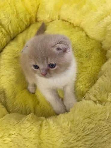 Pişiklər: Britan qıvrıqqulaq (Scottish Fold) balası - Cins: Scottish Fold — 8