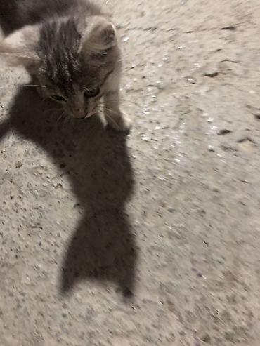 корм для котят: Котёнок серый тигровый (полосатый) - Маленький активный котёнок с — 5