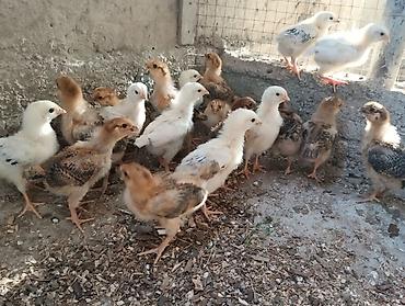 куры живые: 🐣 Продаются крепкие домашние цыплята (помесь отличных пород)Продаю — 2