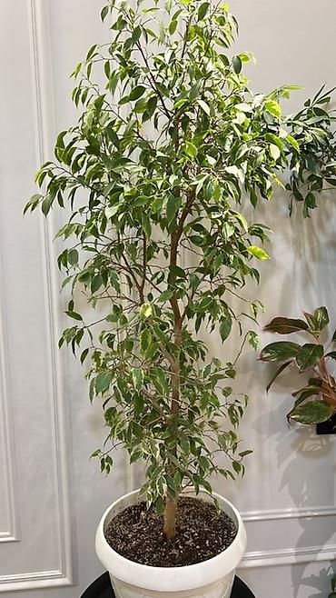 Фикусы: Фикус Бенджамина в напольных кашпо - Два взрослых деревца в отдельных — 4