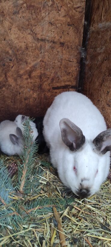 Кролики: Продаю | Крольчата — 2