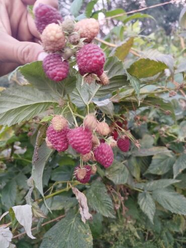 купить саженцы клубники сорт альба: Уруктар жана көчөттөр Малина, Өзү алып кетүү