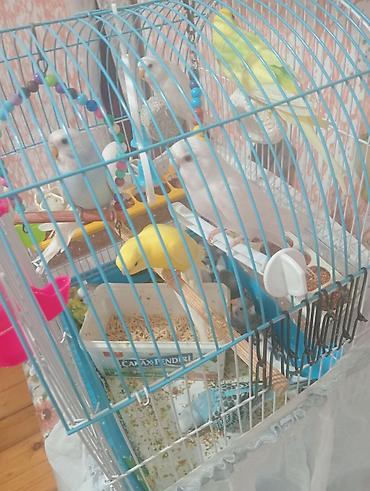 tutuquşu satışı az: Mavi çərçivəli qəfəsdə bir neçə tutuquşu. Qəfəsdə ağ, sarı və mavi — 8