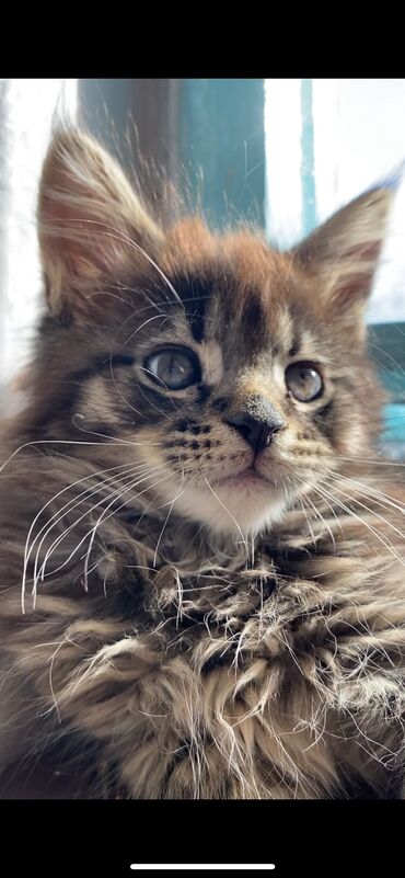 Коты: Чистокровный Мейн-Кун 😍 Срочно продаем (Мама Мейн-Куна беременна)