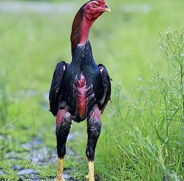 Куры, петухи: Продаю | Петух | Бойцовая | Для разведения — 8