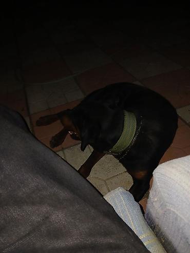 dişi doberman: Doberman, 1 il, Erkək, Peyvəndli, Ödənişli çatdırılma — 5