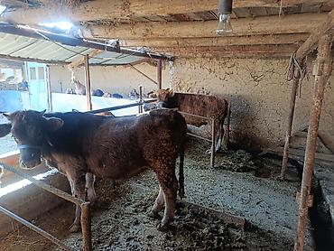 жаныбарлар: Сатам | Кунаажын | Көбөйтүү үчүн | Төл болгон жок — 1