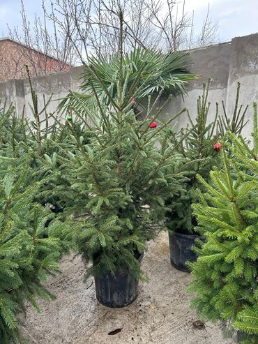 Landşaft işləri: Dekarativ agaclarin satişi çatrlme ekme odenişludir qazon torf — 4