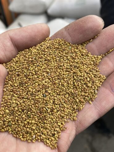 Зерновые культуры: Беде урук оптом 7 Обласка салып жоробуз ишенимду таза кепилдик бар — 8