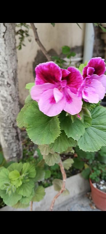 герань купить: Pelargonium (qızılqabaq/geranium) saksı gülləri 4 AZN, geranlar 3 azn — 5
