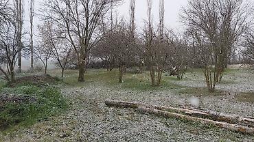 Torpaq sahələrinin satışı: Kənd təsərrüfatı, Kupça (Çıxarış) — 14