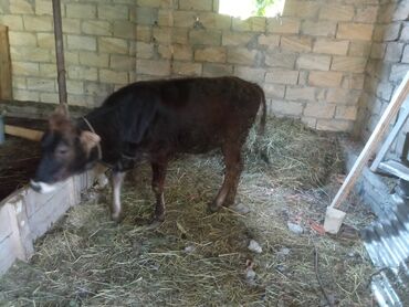 Qəfəslər: 7 aylıq super dişi dana 90 kilo əti var uzun danadır