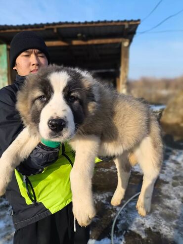 алабай сатылат: Алабай, 3 месяца, Самец, С прививкой