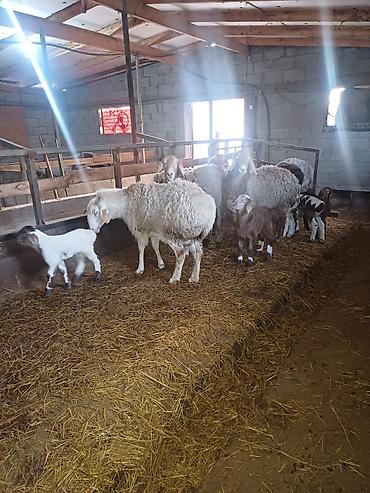 Баран, овца: Продаю | Овца (самка) | Арашан | Для разведения at lalafo.kg — 7 Баран, овца: Продаю | Овца (самка) | Арашан | Для разведения — 7