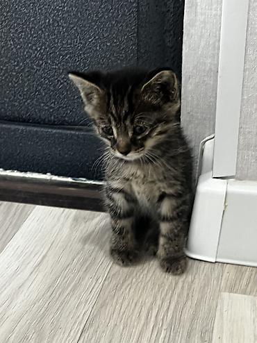 кошки британцы цена: Котёнок тигрового окраса. продаются обои один мальчик вторая девочка — 9