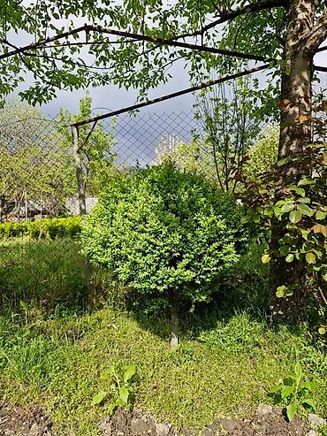 agac satisi baki: Buxus (şimşir) dekorativ kolları – formal heykəllər və canlı hasarlar — 2