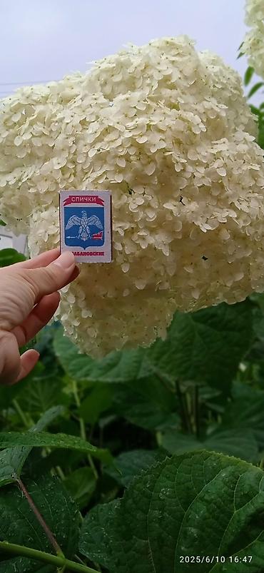 Гортензия: Саженцы Самовывоз — 5