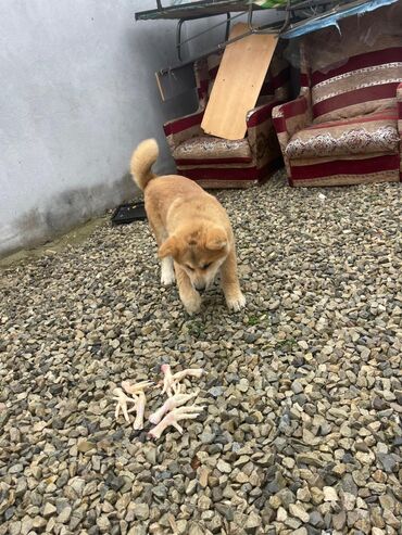 İtlər: Akita-inu, 3 ay, Erkek, Pulsuz çatdırılma — 6