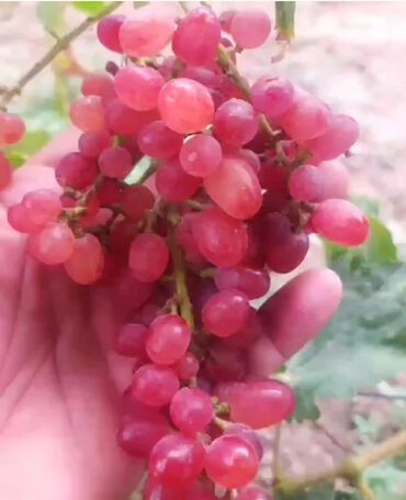 Şitillər: Gəl, bax, seç, apar. Məkan Bilgəh. Köklü Torpaqlı dibçəkdə: Ağ şanı - — 11