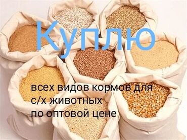 голуби птицы животный: Куплю кукуруза ячмень пшеница, овес дробленки АРПА буудай жугору