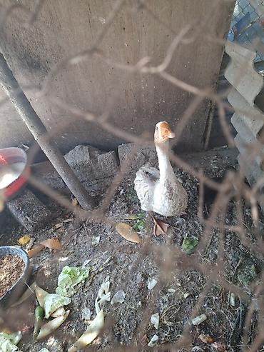 karella quslari: Məhsul: Qazlar (cüt) Təsvir: - Şəkillərdə görünən iki baş qaz — 7