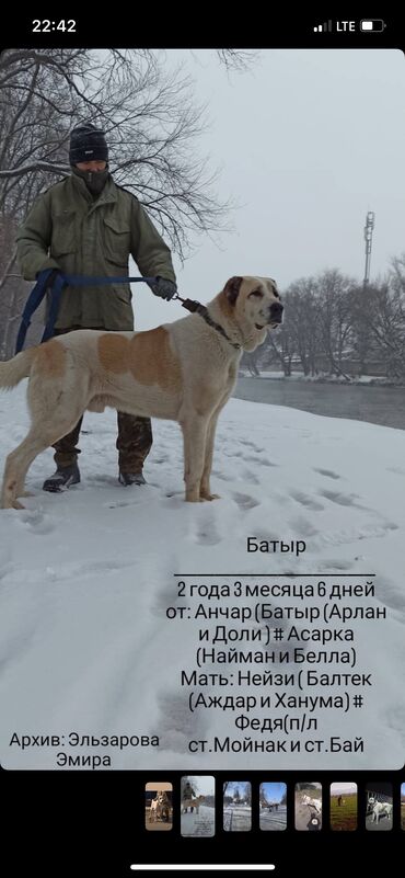 киссар кой: Алабай, 1 месяц, Самка, С прививкой, С родословной