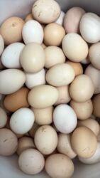 1 kisə sement: Kend yumurtası 0,40 qepik at lalafo.az 1 kisə sement: Kend yumurtası 0,40 qepik