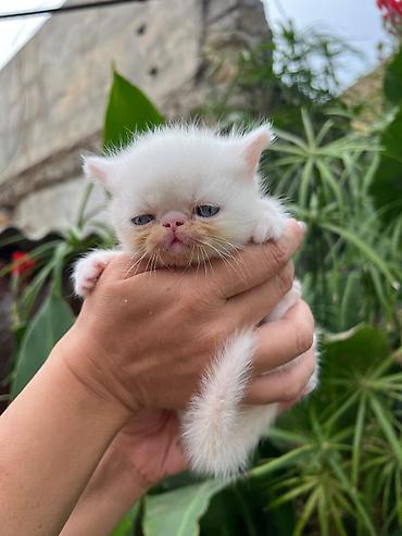 Животные: Ağ tüklü, qısa tüklü, mavi/boz gözlü ev pişiyi balaları. - Rəng: tam — 3