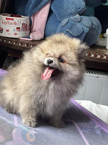 pomerian spits: Şpitz, 3 ay, Erkək, Peyvəndli, Ödənişli çatdırılma — 3