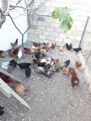 Toyuqlar: Toyuq, Damazlıq, Ünvandan götürmə