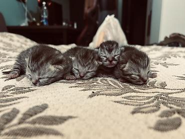 Продажа кошек: Три кошки и один кот Породистые котята серебристого окраса — 40