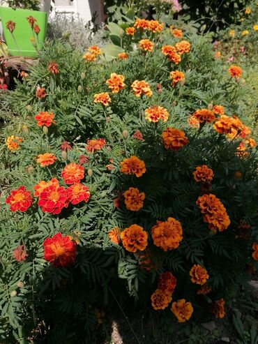 stolovi za terase: Seme sarene kadife daje preko celog leta bogate bokore cveca,cveta do