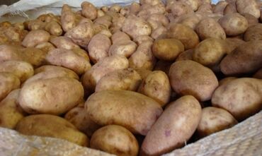 туалетная бумага оптом от производителя в бишкек: Картошка