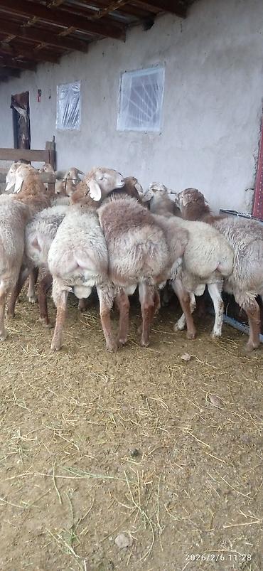 Баран, овца: Продаю | Баран (самец) | На забой — 8