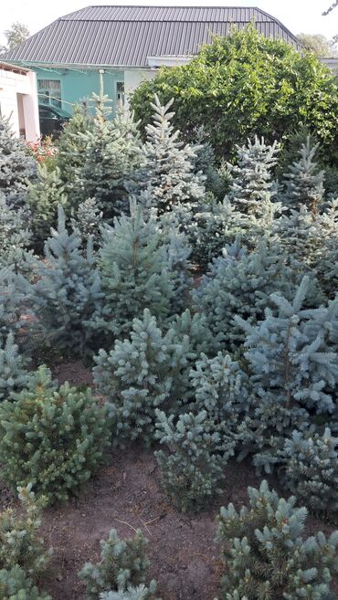 Декоративные деревья: Саженцы деревьев: Ели — 13