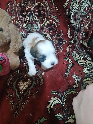 İtlər: Pudel, 1 ay, Dişi — 9