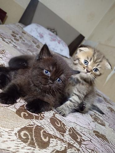 Pişiklər: Britan — 8