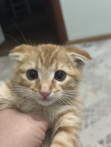 шотландская кошка шиншилла: Скотиш Фолд (Шотландская вислоухая), 2 месяца, Девочка, Рыжий, Метис, Приучена к лотку, Проглистована