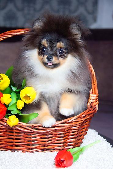 Продажа собак: Шпиц, 5 месяцев, Самец, С прививкой — 3