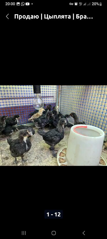 птица: Продаю цыпляты адлер 200 сом,черный американский цыпляты 250 сом