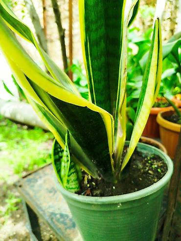 тёщина язык: Сансевиерия (лат. Sansevieria), известная также как «щучий хвост» или — 3