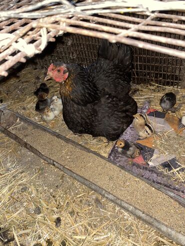 Животные: Карликовые цыплята 15 штук но мать обычная курица