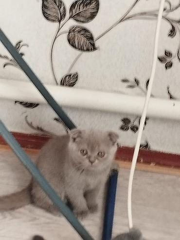 сфинкс котята купить: Котята шотландской породы самостоятельные,серые 2 мальчика бежевая — 2