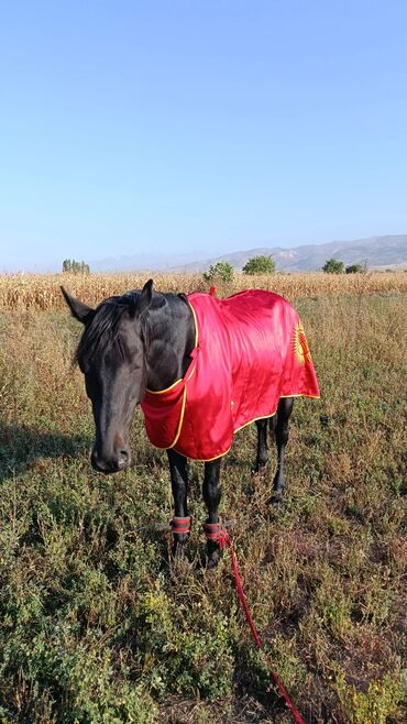 Лошади, кони: Продаю | Конь (самец) | Конный спорт — 10