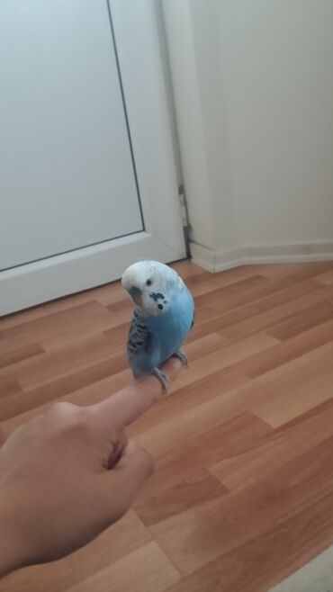 Tutuquşları: Məhsul: Dalğalı tutuquşu (budağı/əlin üstündə durmağa öyrəşmiş) — 5