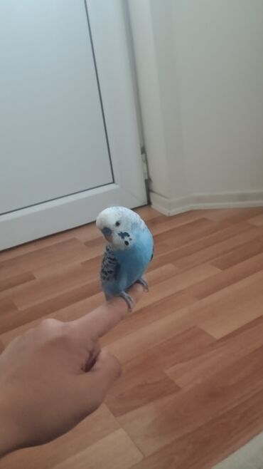 Tutuquşları: Məhsul: Dalğalı tutuquşu (budağı/əlin üstündə durmağa öyrəşmiş) — 1