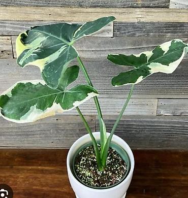 Филодендроны: Монстера Monstera 'Aurea Neon' / 'Lemon Lime'). Монстера Бульвазавр и — 18